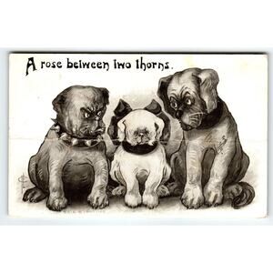 A Rose Between Two Thorns Dogs Postcard Bulldog With Sharp Teeth 6616 I Phillips